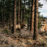 Arizona Concerns Intensify as Roadless Rule Faces Possible Repeal